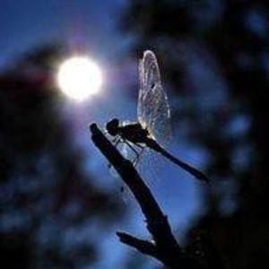 Meet your Posher, Suzanne